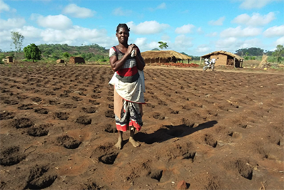 Smallholder vanilla agroforests in Madagascar with support trees for