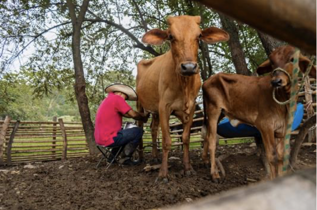Dominican Republic’s ranchers, cattle industry benefit from successful