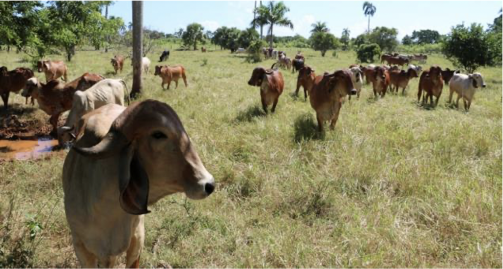 Dominican Republic’s ranchers, cattle industry benefit from successful
